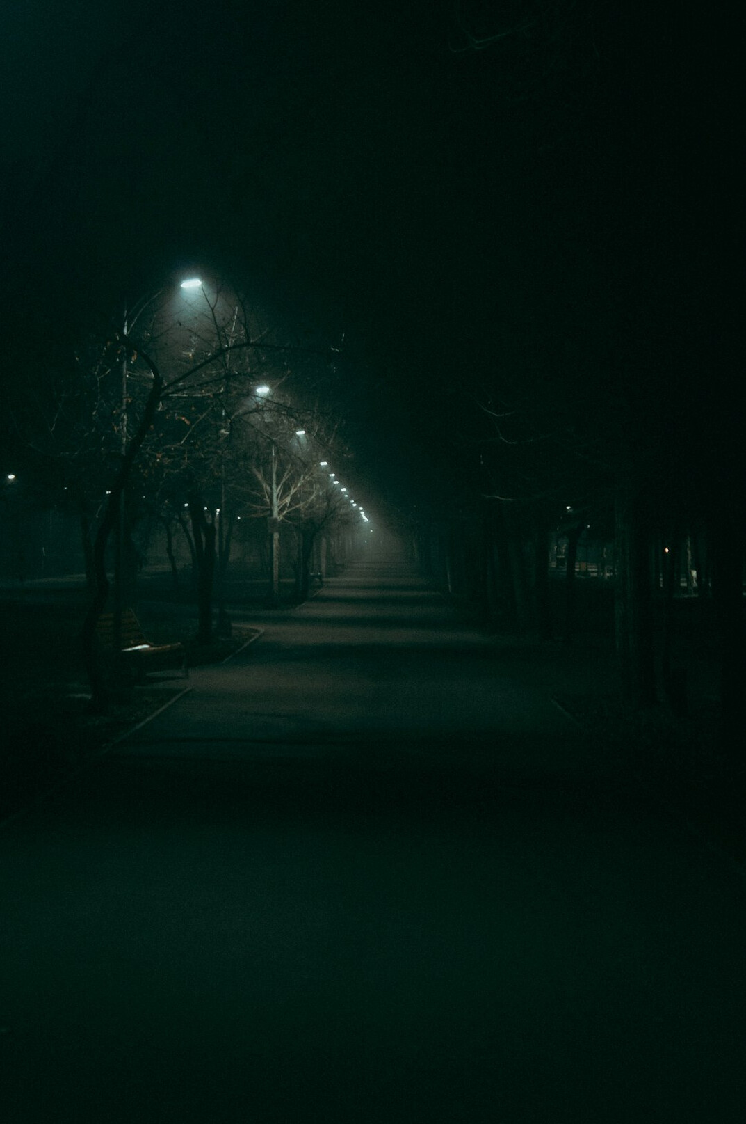 foggy park at night